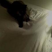 Cee Cee Attacking Belle Who Is Stuck Under Sheet
