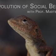 The Evolution Of Social Behavior With Prof Martin Whiting EcolClips