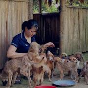 From Despair To Happiness The Journey Of Rescued Dogs