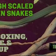 Unboxing Care And Setup Of Rough Scaled Green Snake Opheodrys Aestivus