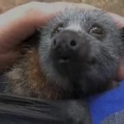 Juvenile Bat Squeaks While Being Petted This Is Jeddah