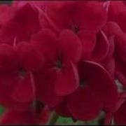 Divx Test