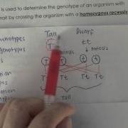 CCSS Biology Video On Test Cross