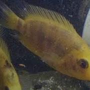 BARRED RED DEVILS ANOTHER SPAWN