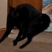 Cats Acting Bonkers