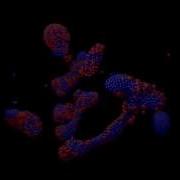 Experementing With Fluid Particles In Zero Gravity