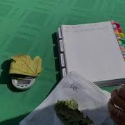Installing Leaf Litter Bags