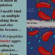 Cell Cell Communication The Cell Surface And Cell Junctions