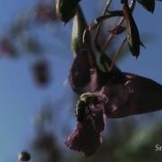 Seed Dispersal By Explosion