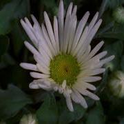 TF114 Time Lapse Flower FREE FOOTAGE