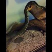 Diamond Python Shedding