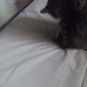 Cat Attacks Bed Sheet Wrinkles