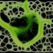 So I Got Distracted By My Slime Mold Simulation