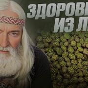 ШИШКИ вместо БАДов Хвойный концентрат из шишек своими руками