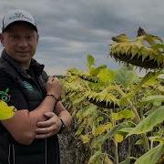 Соняшник Бомонд АР Сумо 55ц га вовчок рас A G олія 53 Замовляй насіння