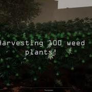 Drug Dealer Simulator 100 Weed Plants Harvest Sale Timelapse