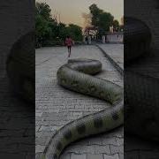 Big Anaconda Snake Attack A Boy Snake Anaconda Shorts