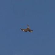 Common Nighthawk Peent And Boom Display Sound Only