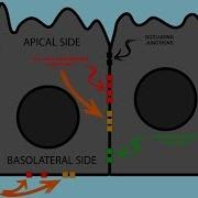 Epithelial Cell JUNCTIONS