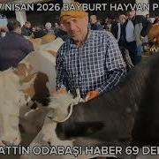 7 NİSAN 2026 BAYBURT HAYVAN PAZARIKURBANLIKLAR PAZARA İNMEYE BAŞLADİ