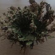 The Rose Of Jericho Full Life Cycle In 9 Days Timelapse