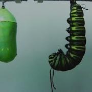 Monarch Butterfly Metamorphosis Time Lapse FYV