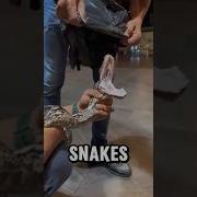 You Won T Believe How Many Teeth This Snake Really Has Facts Factshorts Shortsvideo Shorts
