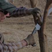 Ask An Arborist The ABC S Of Pruning