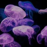 Calming Jellyfish Aquarium Relaxing Music For Sleep Stress Relief