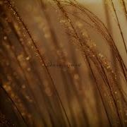 Waves Of Hope