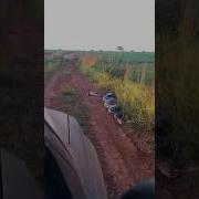 Anaconda Attacks Car Animals Anaconda Snakes Shorts