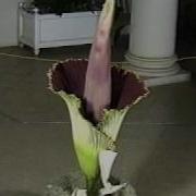 Amorphophallus Titanum Timelapse Blooming At The Huntington In 1999