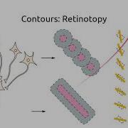 Computational Neuroscience Lecture 10a Intermediate Visual Processing