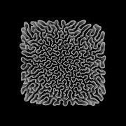 Recursive Curve Growth Space Filling Creative Coding With Processing ASMR Art