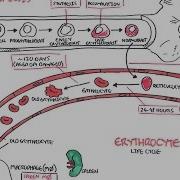 Haematology Red Blood Cell Life Cycle