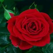 Blooming Rose