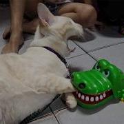 277 Hilarious Cats And Dogs Moments 2025 Try Not To Laugh