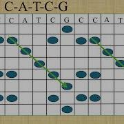 Dot Plot Matrix Made Easy Visual DNA Sequence Alignment Solved Example