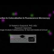 Introduction To Colocalization In Fluorescence Microscopy