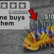 I Bought 0 Review Pets Online
