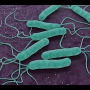 A Comparative Multiple Locus Variable Number Tandem Repeat Analysis Of Helicobacter Pylori Isolates