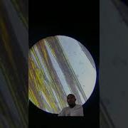 Brush Under Microscope Science Physics Sciencefacts Microscope Chemistry Shortsvideo Youtube