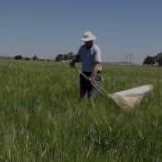 How To Use A Sweep Net To Sample For Insect Pests