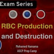 ASCP Hematology Erythropoiesis RBC Destruction Explained