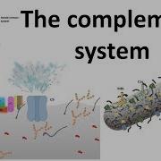 The Complement System Classical Pathway