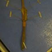 Earthworm Dissection Wmv