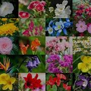 Learn The Names Of 62 Common Flowers In English