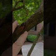 See The Cicada Bug Scream When You Touch It Quite An Eerie Scream