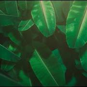 Plant Anatomy And Structure