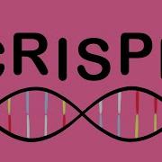 How CRISPR Lets You Edit DNA Andrea M Henle